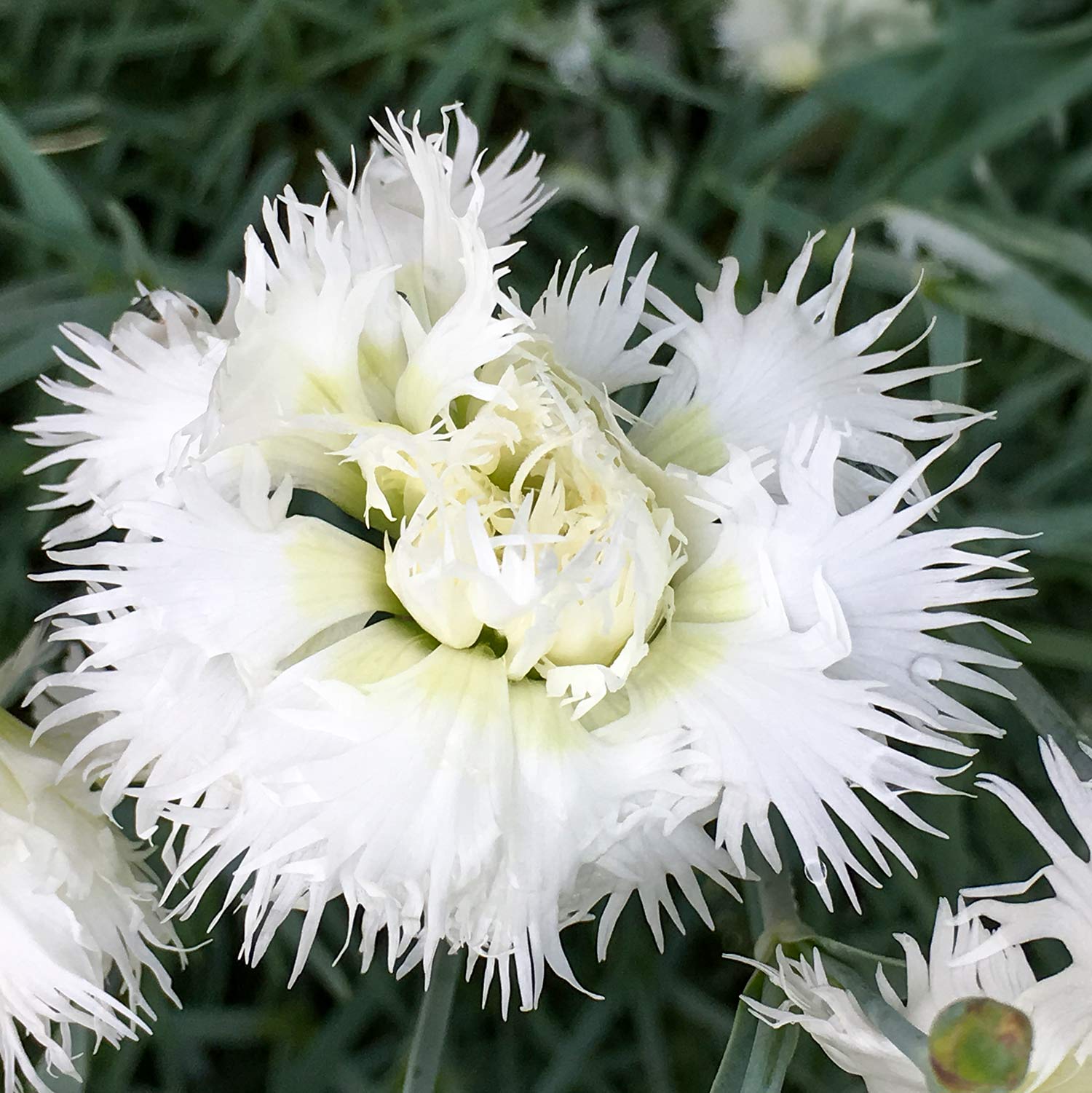 Dianthus 'Mrs Sinkins'