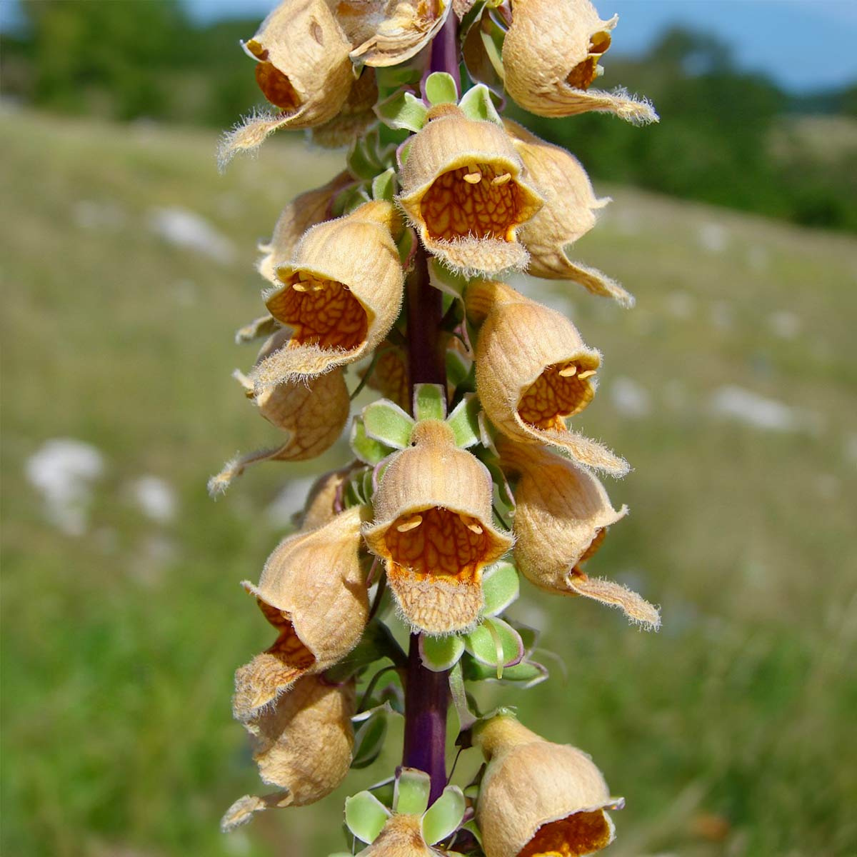 Digitalis ferruginea