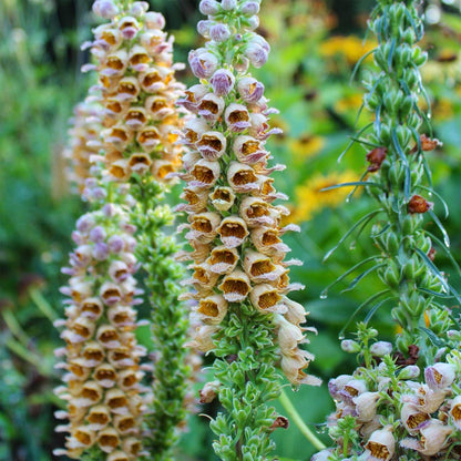 Digitalis ferruginea