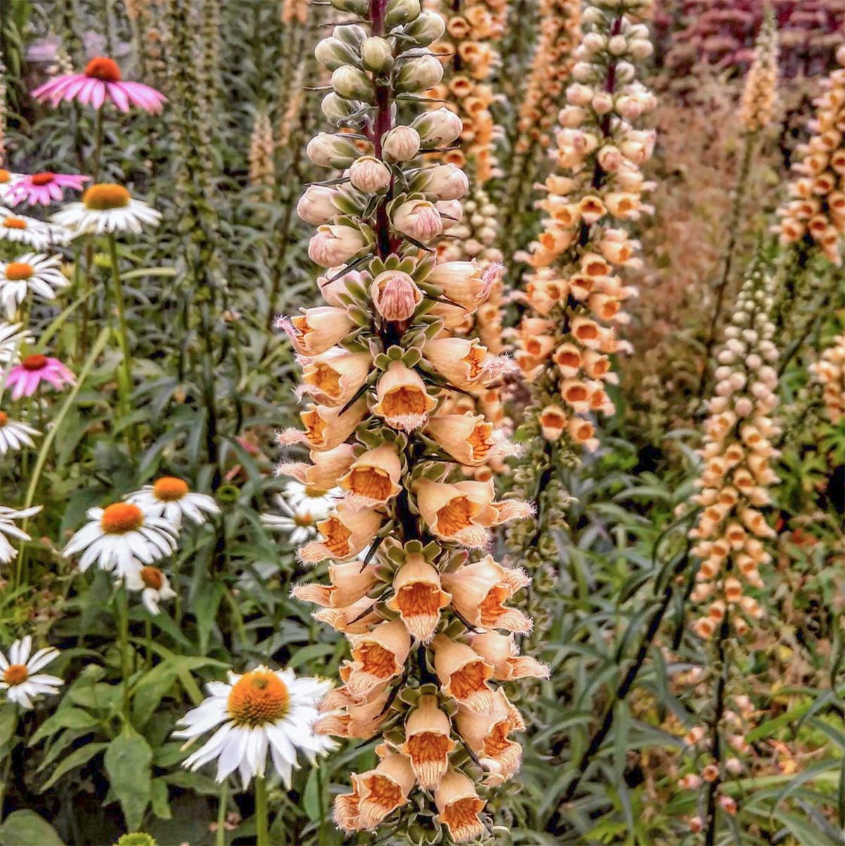 Digitalis ferruginea