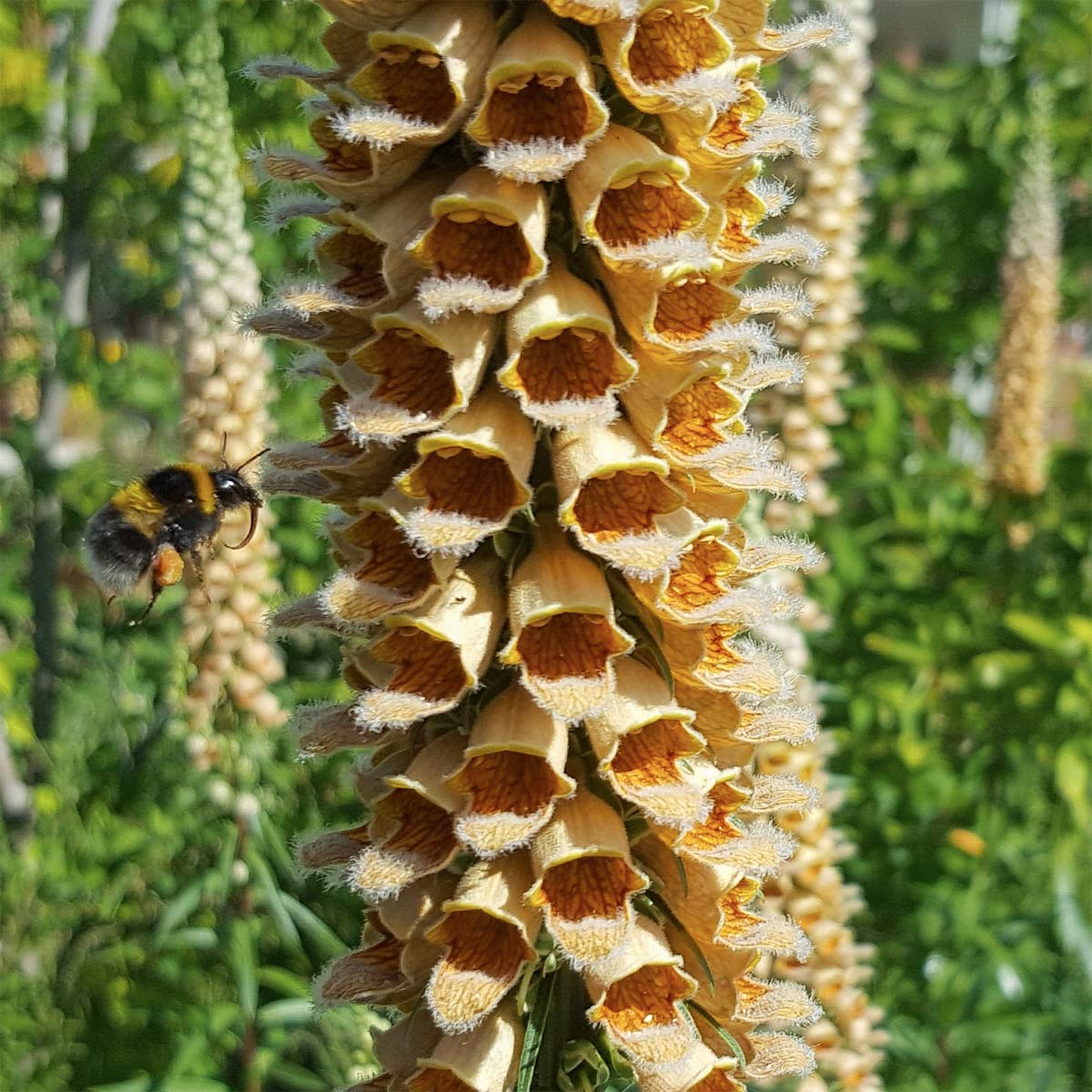 Digitalis ferruginea