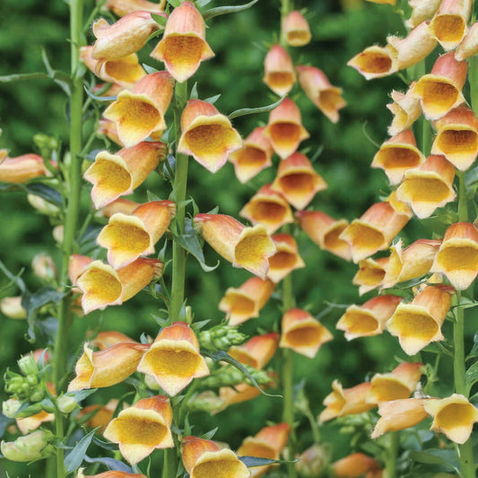 Digitalis 'Goldcrest'