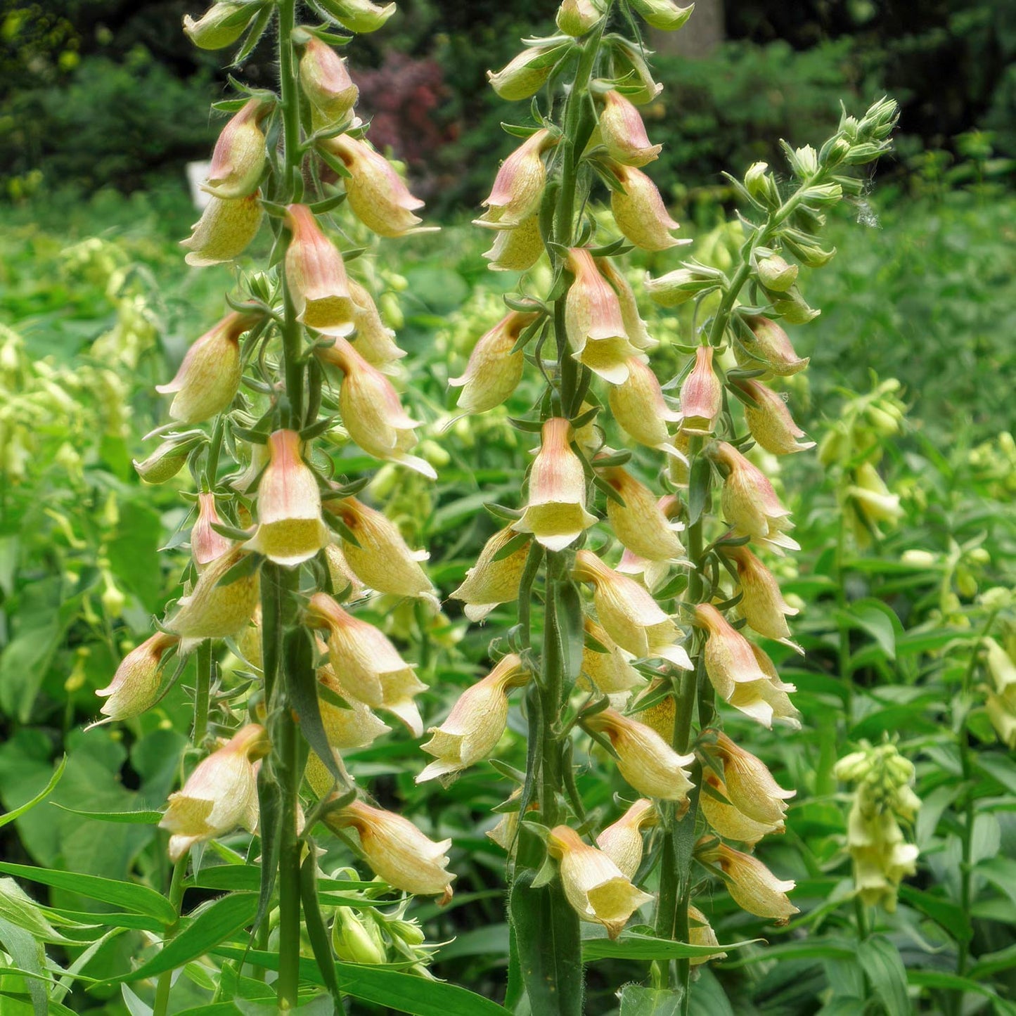 Digitalis grandiflora