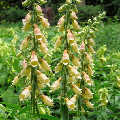 Digitalis grandiflora