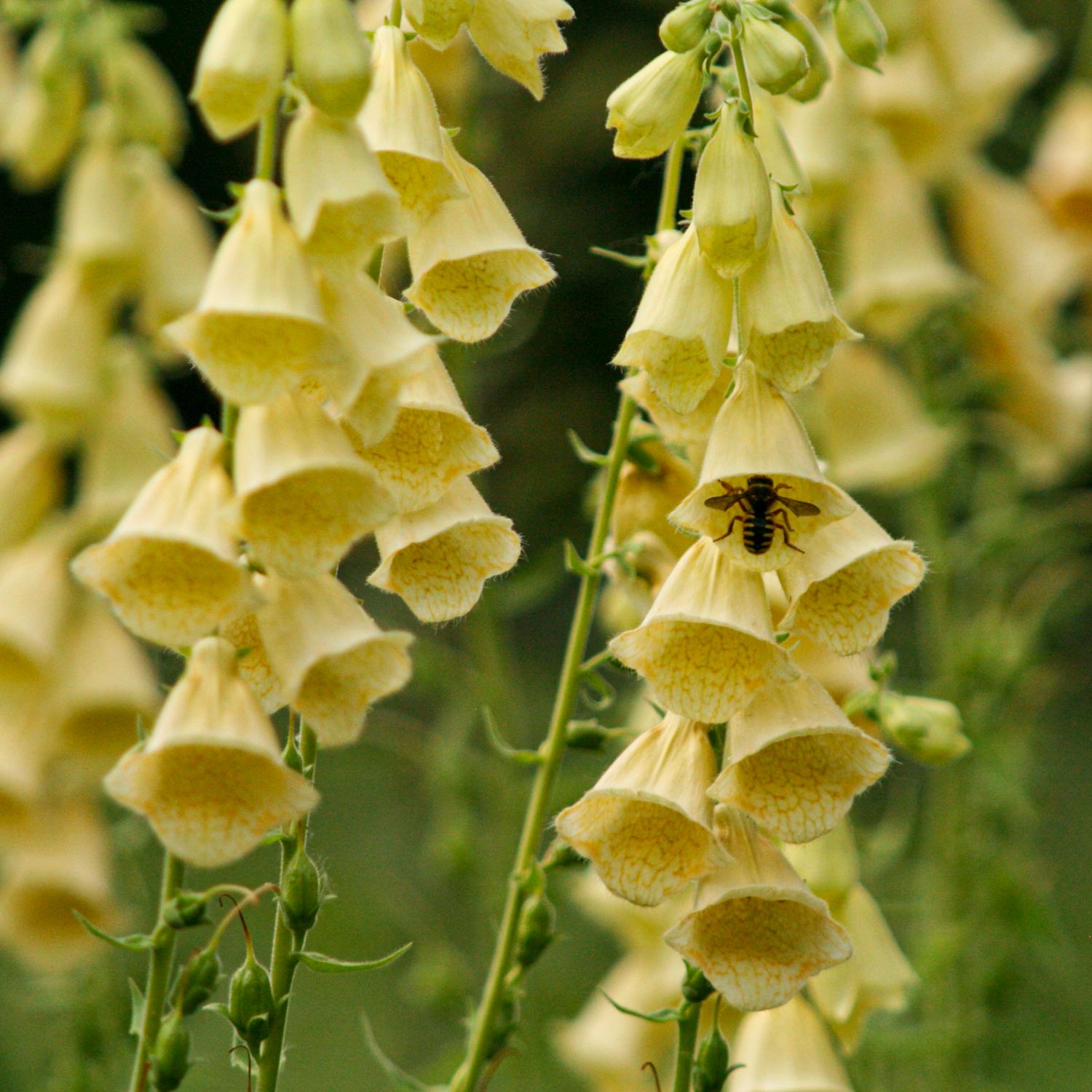 Digitalis grandiflora. Yellow foxglove flowers with a bee on a green blurred background
