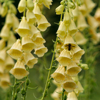 Digitalis grandiflora. Yellow foxglove flowers with a bee on a green blurred background