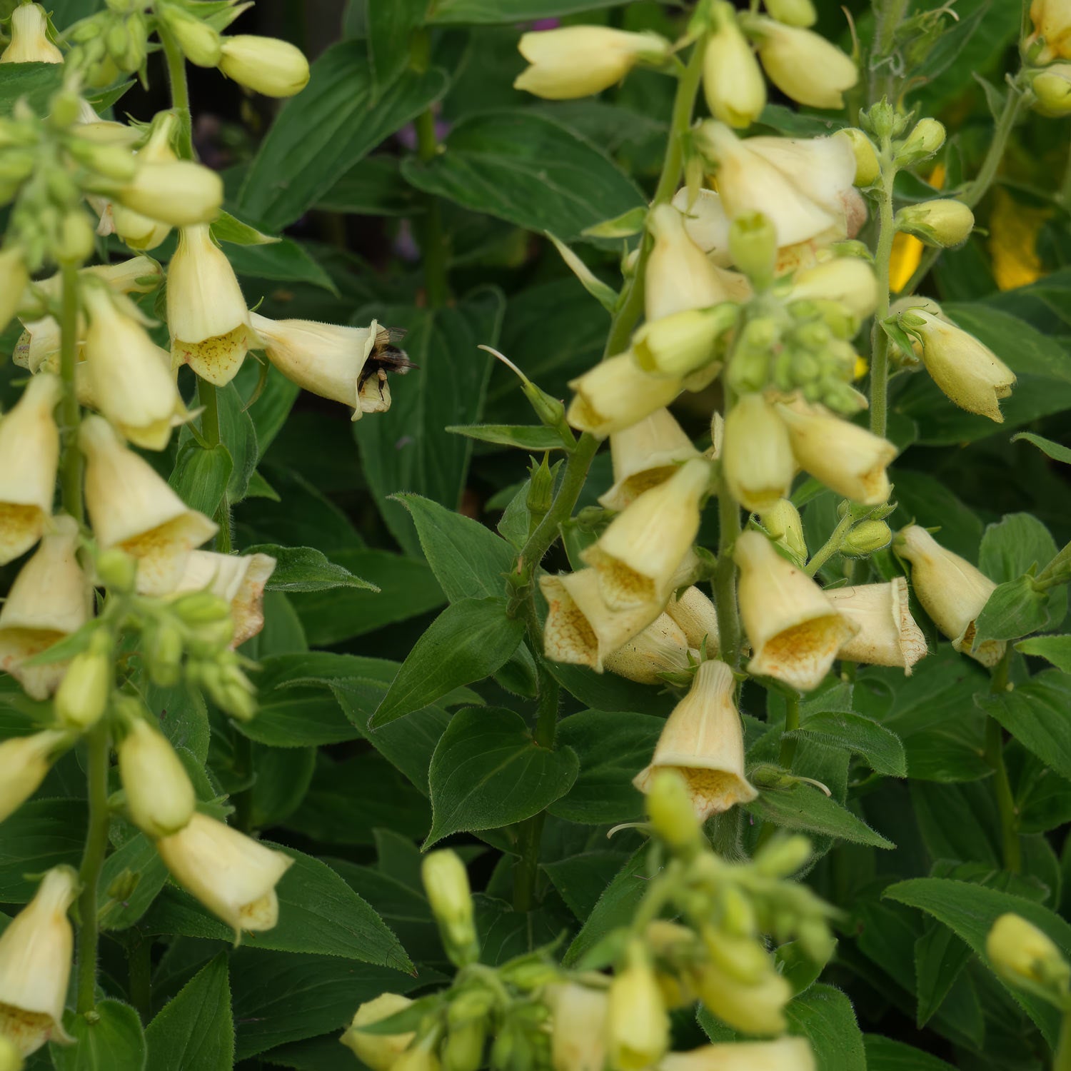 Digitalis grandiflora. Close-up of yellow bell-shaped flowers with green leaves in the background