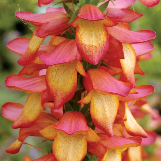 Digitalis Illumination ‘Flame’
