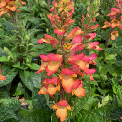 Digitalis Illumination ‘Flame’