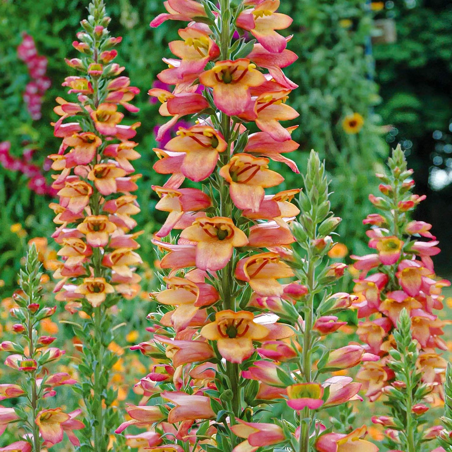 Digitalis Illumination ‘Flame’