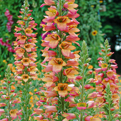 Digitalis Illumination ‘Flame’