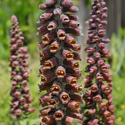 Digitalis parviflora 'Milk Chocolate'