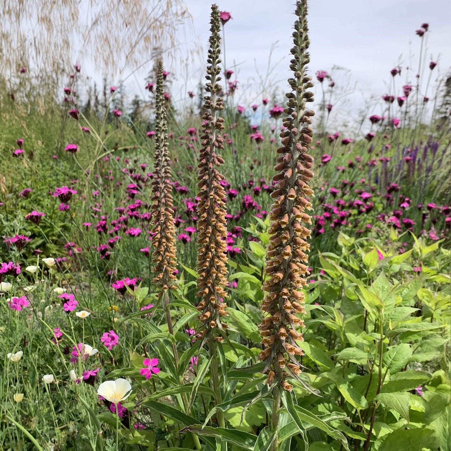 Digitalis parviflora 'Milk Chocolate'