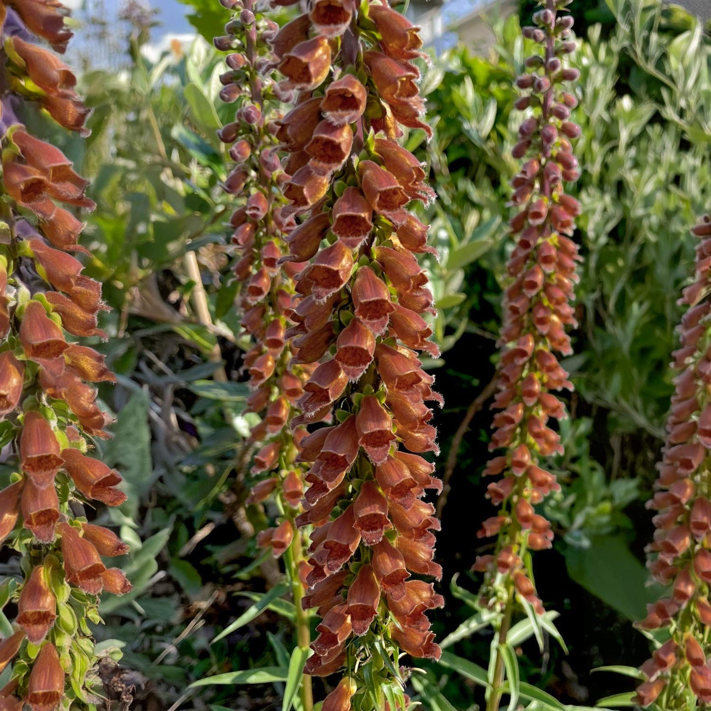 Digitalis parviflora 'Milk Chocolate'