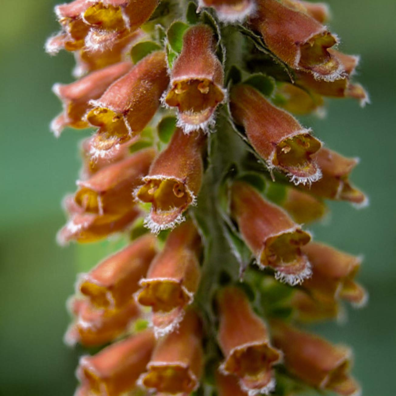 Digitalis parviflora 'Milk Chocolate'