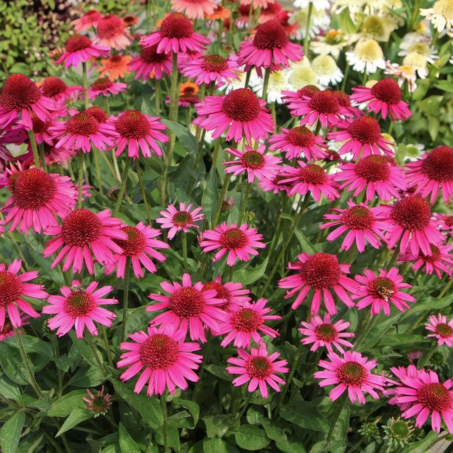 Echinacea 'Delicious Candy'