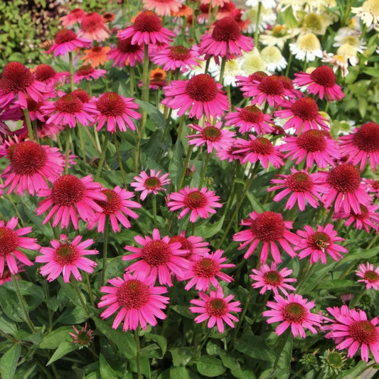 Echinacea 'Delicious Candy'