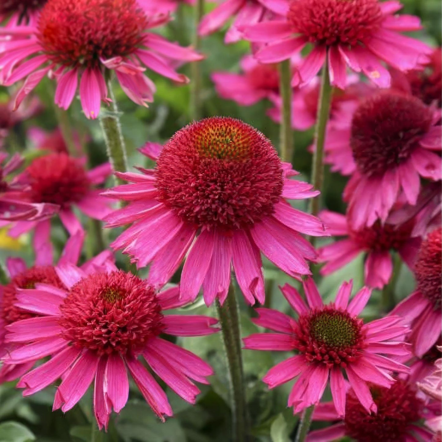 Echinacea 'Delicious Candy'