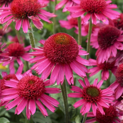 Echinacea 'Delicious Candy'