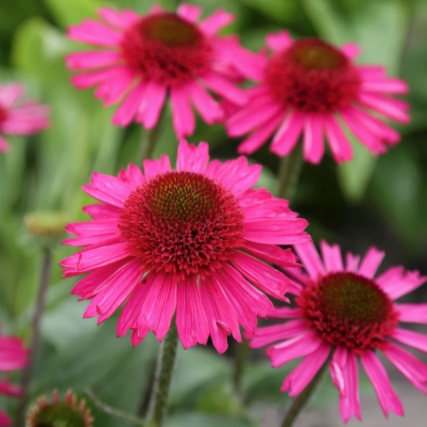 Echinacea 'Delicious Candy'