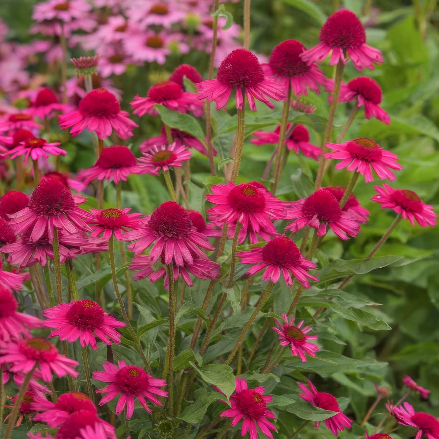 Echinacea 'Delicious Candy'