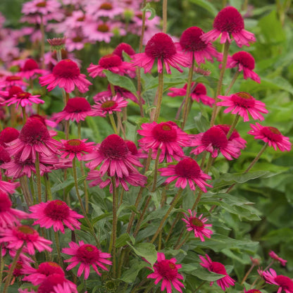 Echinacea 'Delicious Candy'