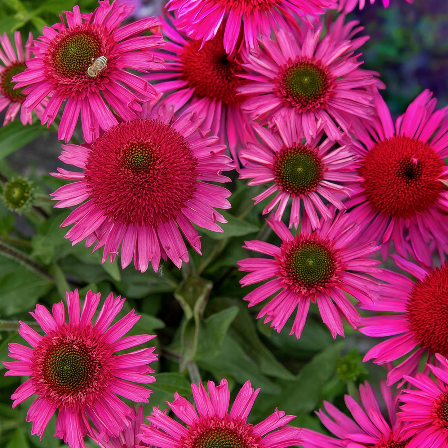 Echinacea 'Delicious Candy'