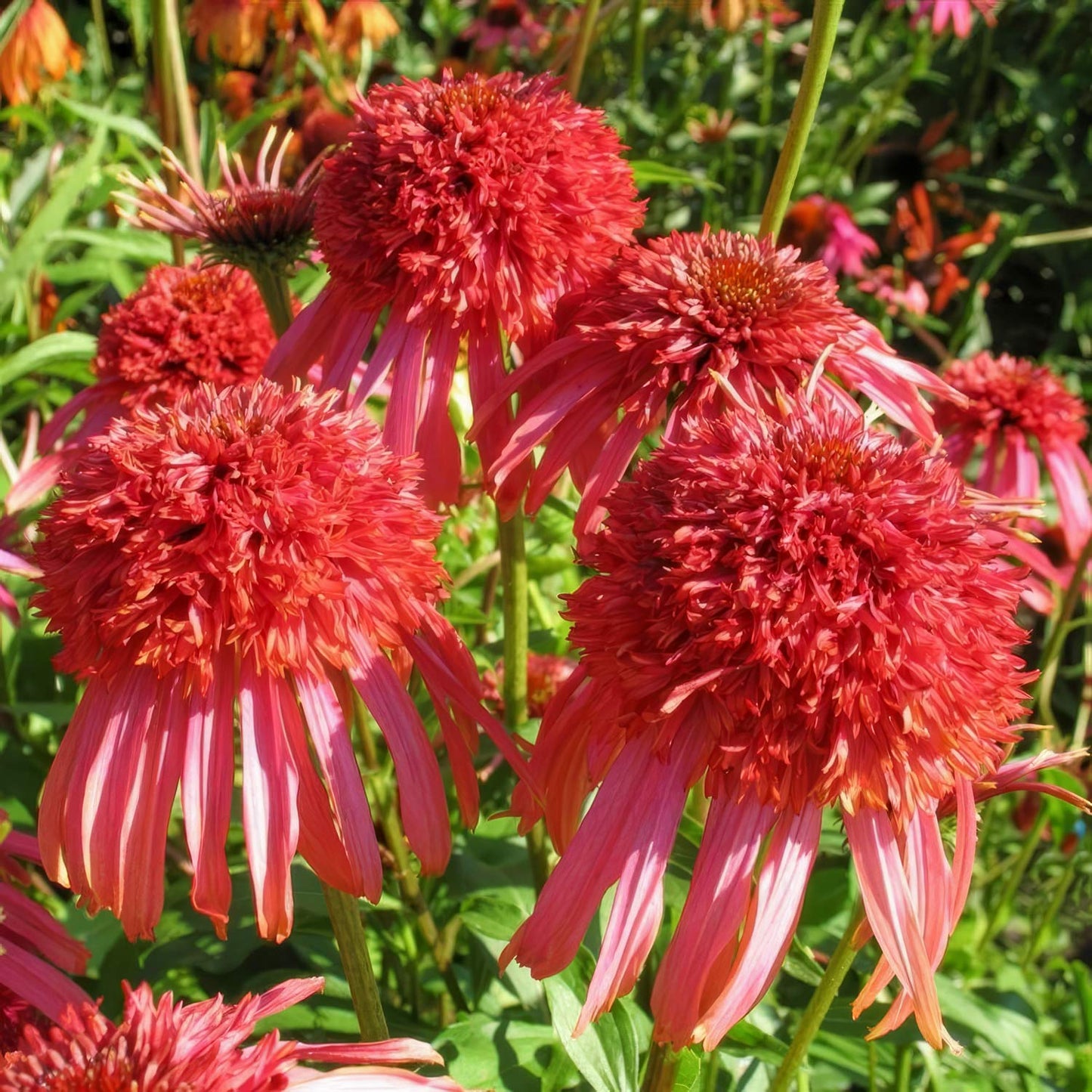 Echinacea 'Guava Ice' (Cone-fections Series)