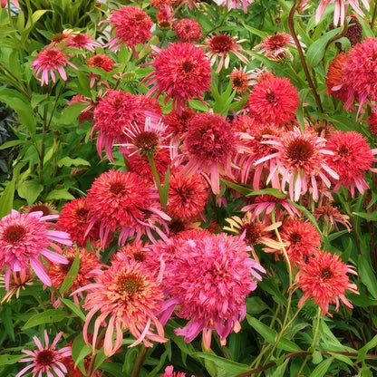 Echinacea 'Guava Ice' (Cone-fections Series)