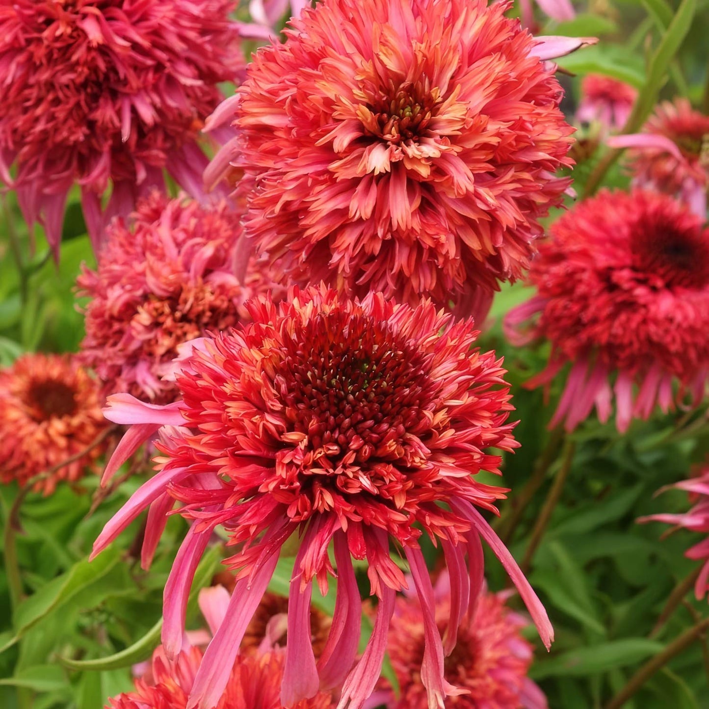 Echinacea 'Guava Ice' (Cone-fections Series)