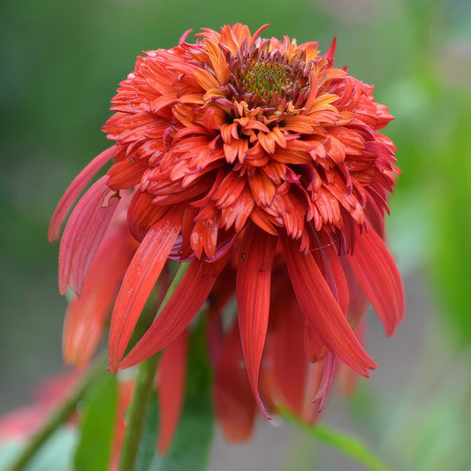 Echinacea 'Hot Papaya' (Cone-fections Series). Close-up of a vibrant orange-red flower with a blurred green background