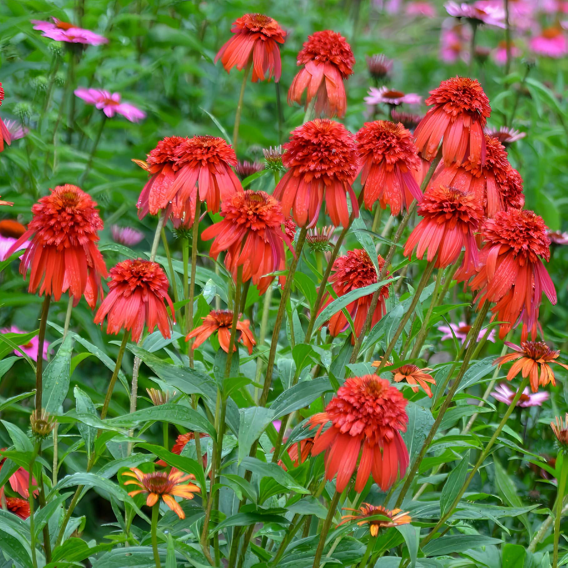 Echinacea 'Hot Papaya' (Cone-fections Series)