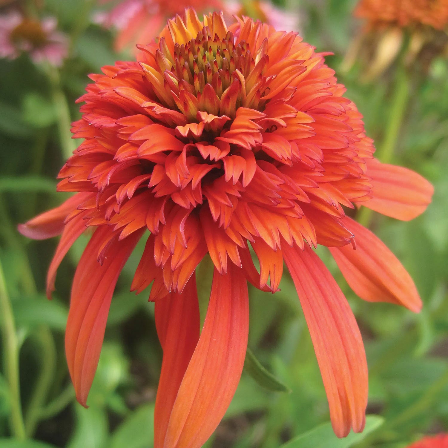 Echinacea 'Hot Papaya' (Cone-fections Series)
