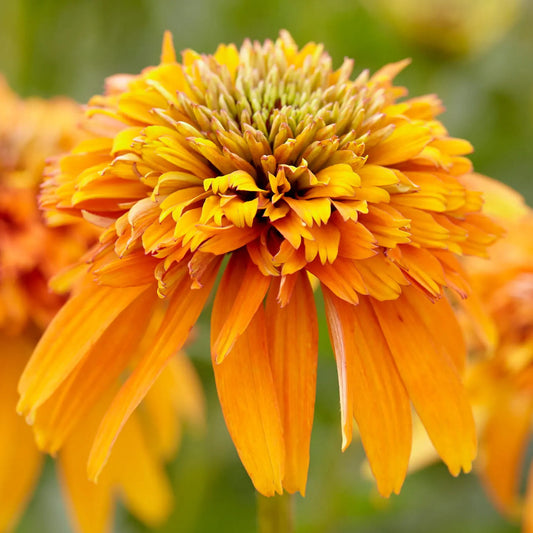Echinacea 'Marmalade'