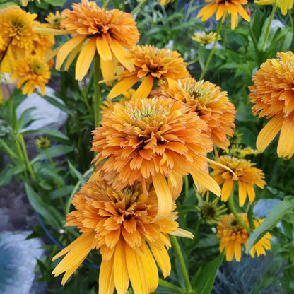 Echinacea 'Marmalade'