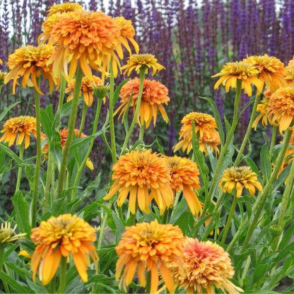 Echinacea 'Marmalade'
