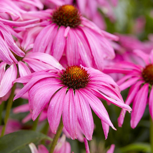 Echinacea 'Purple Emperor'