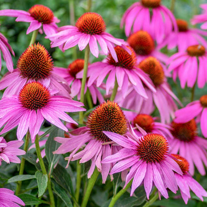 Echinacea 'Purple Emperor'