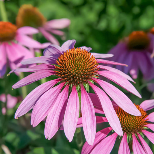 Echinacea purpurea