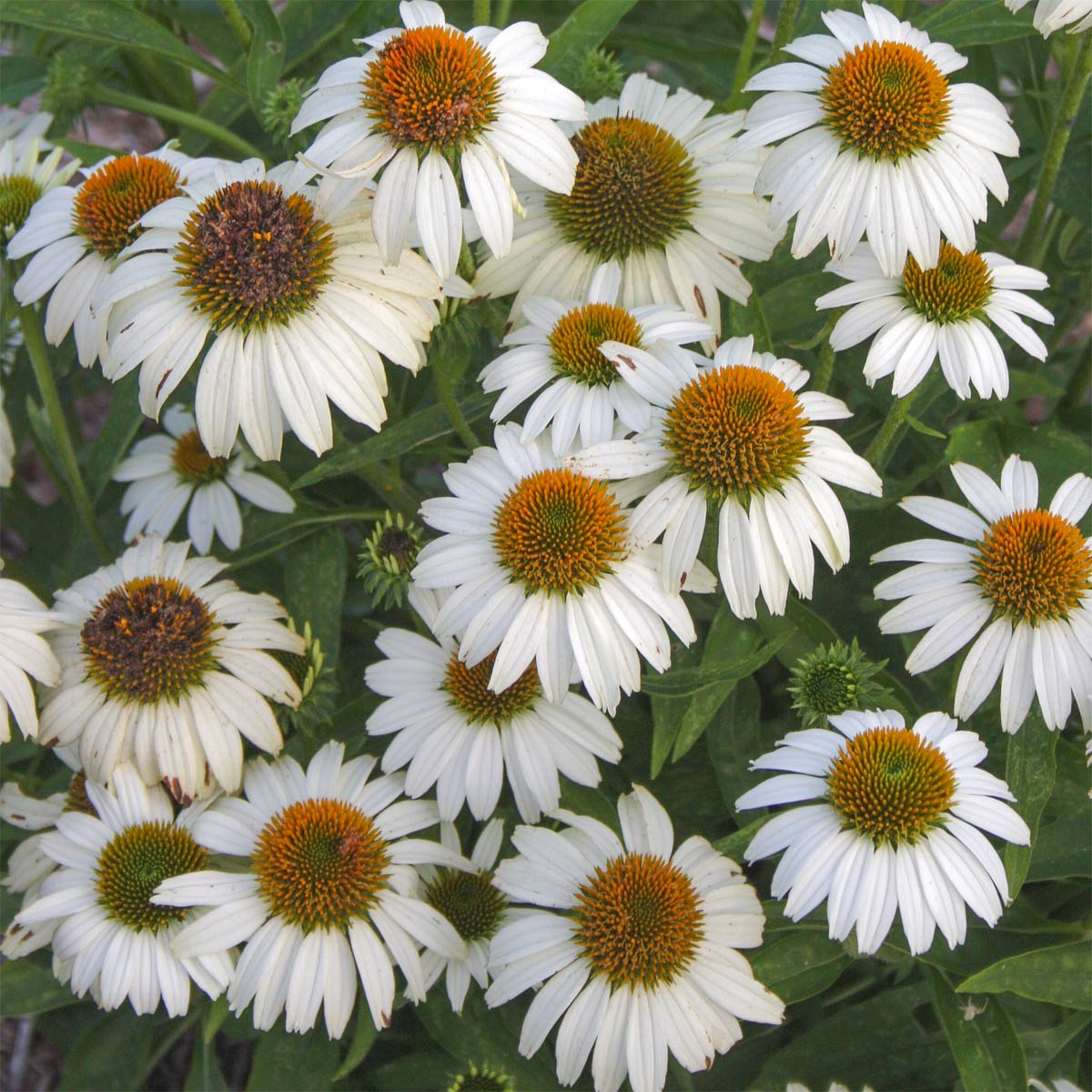 Echinacea purpurea 'Avalanche'