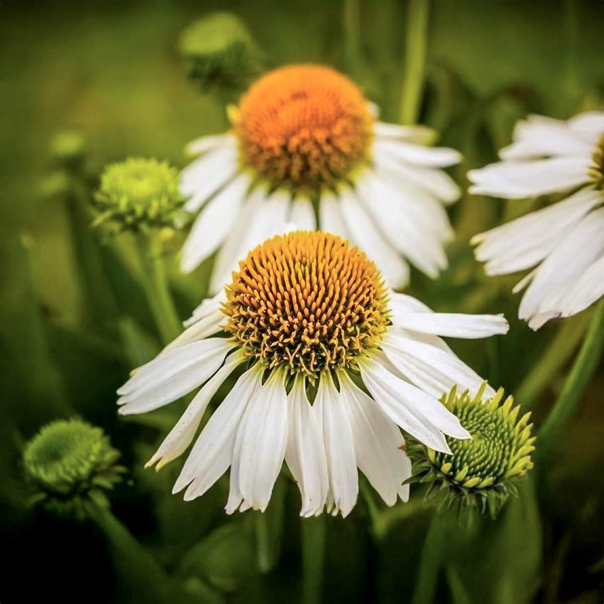 Echinacea purpurea 'Avalanche'