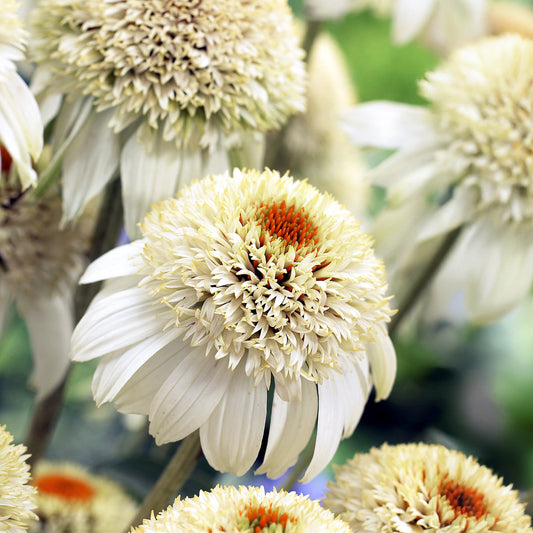 Echinacea purpurea 'Milkshake'
