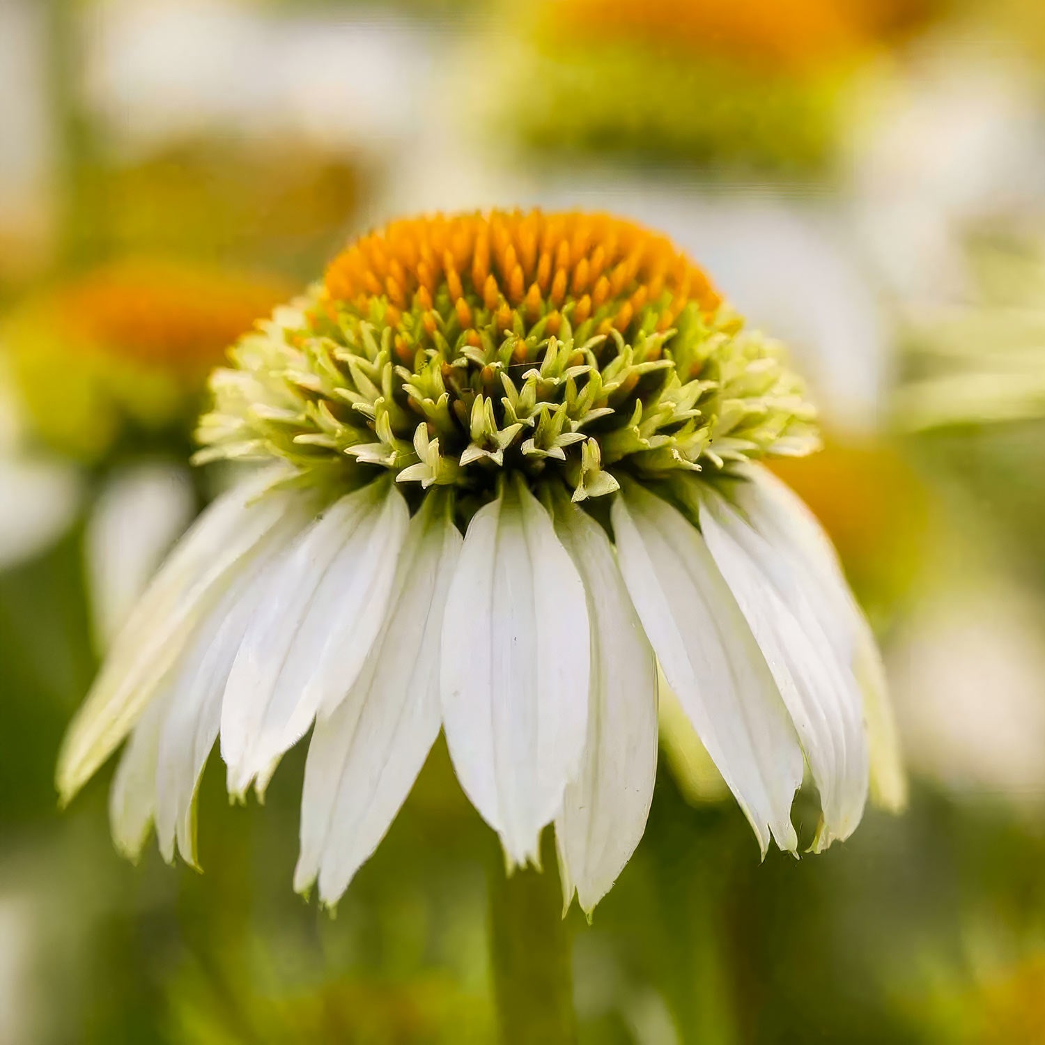 Echinacea purpurea 'Milkshake'