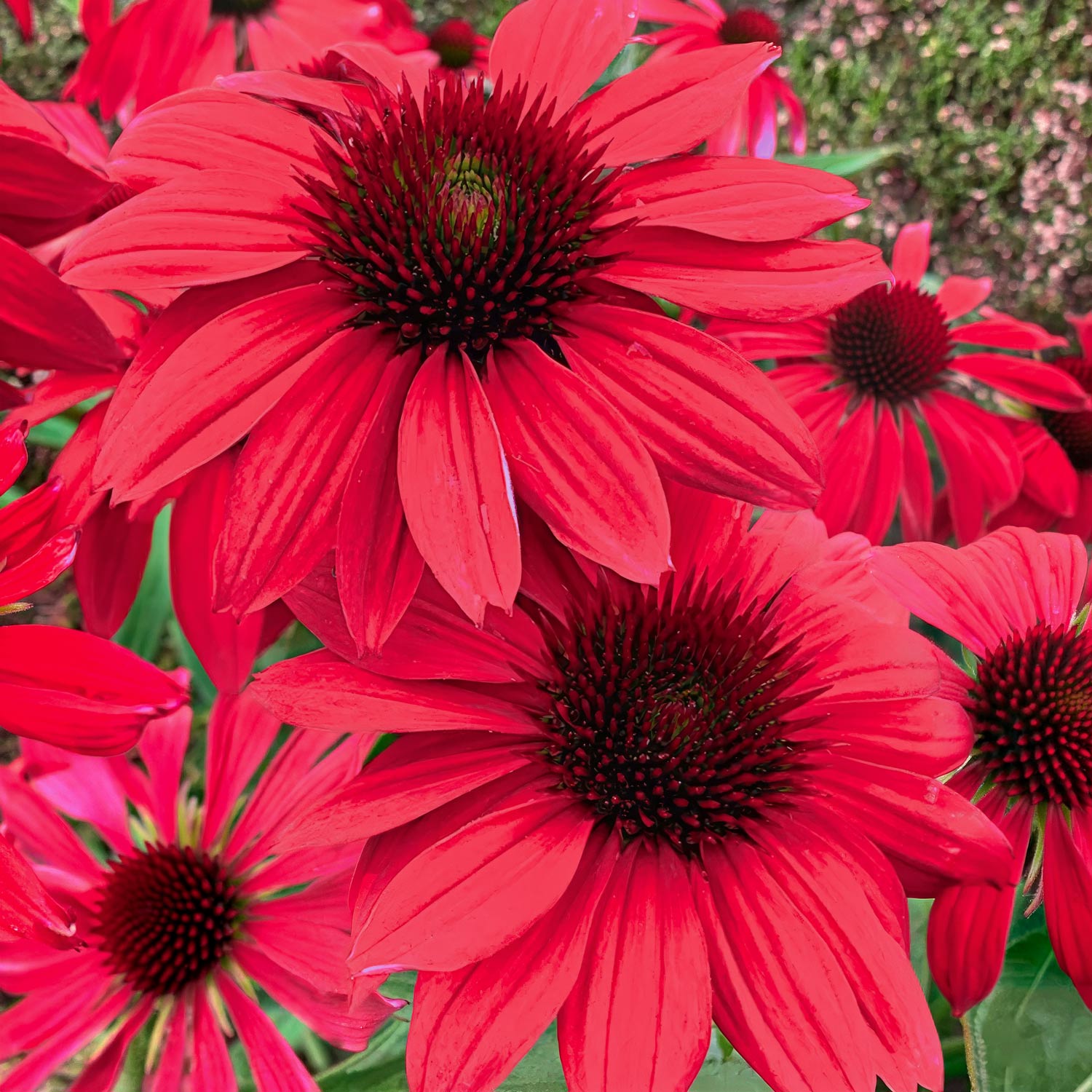 Echinacea ‘Red Rocket’