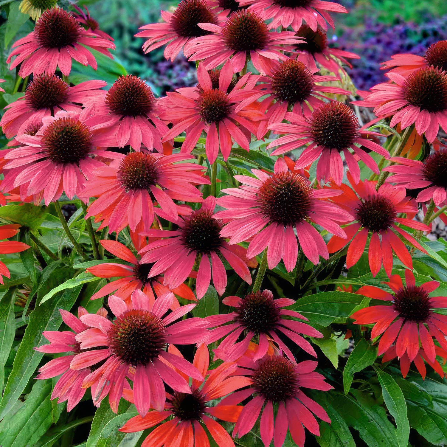 Echinacea purpurea ‘Red Rocket’. A dense cluster of coneflowers (Echinacea) in full bloom, featuring vibrant red petals and dark brown conical centers, surrounded by green foliage.