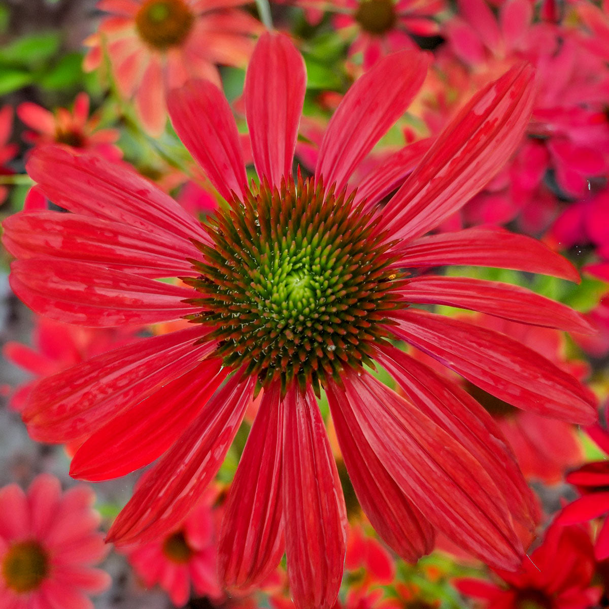 Echinacea ‘Red Rocket’. A close-up of a bright red coneflower, surrounded by blurred pink and red flowers in the background.