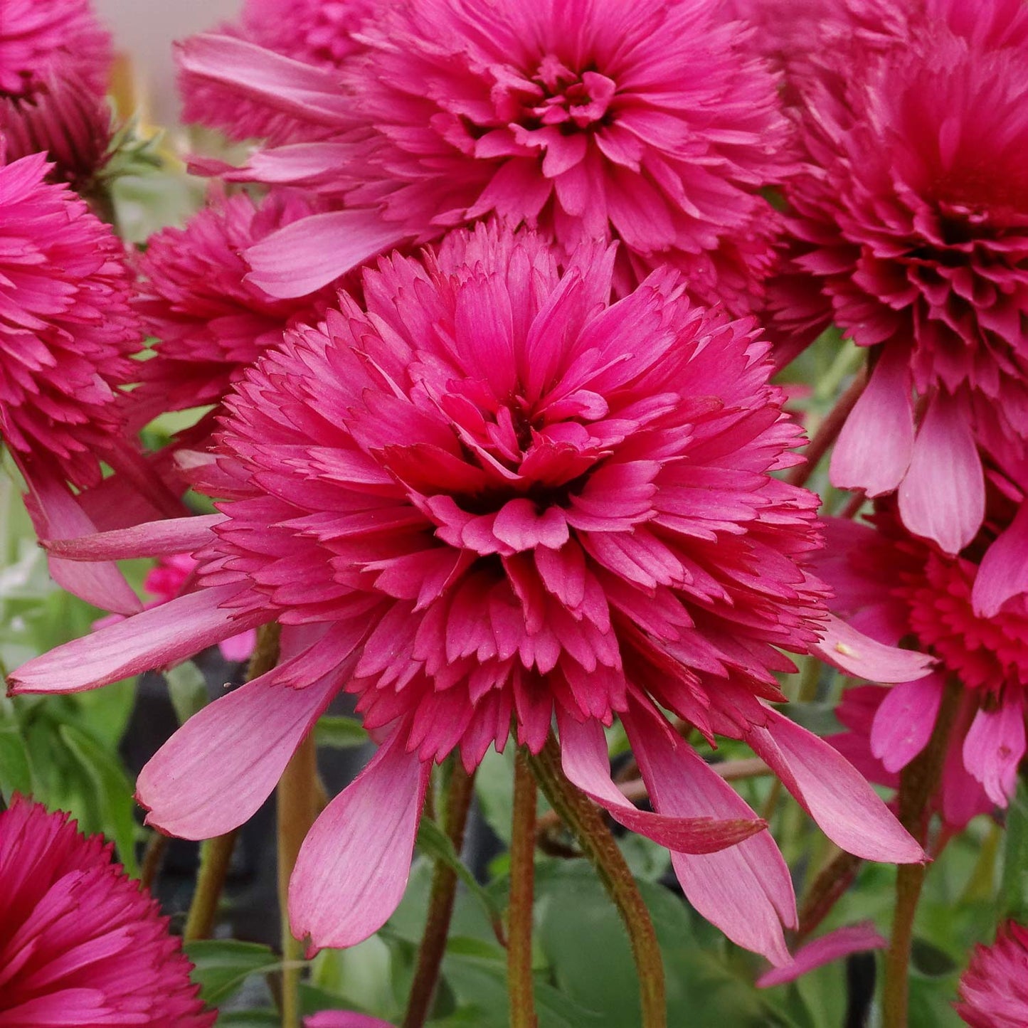 Echinacea purpurea 'Southern Belle'