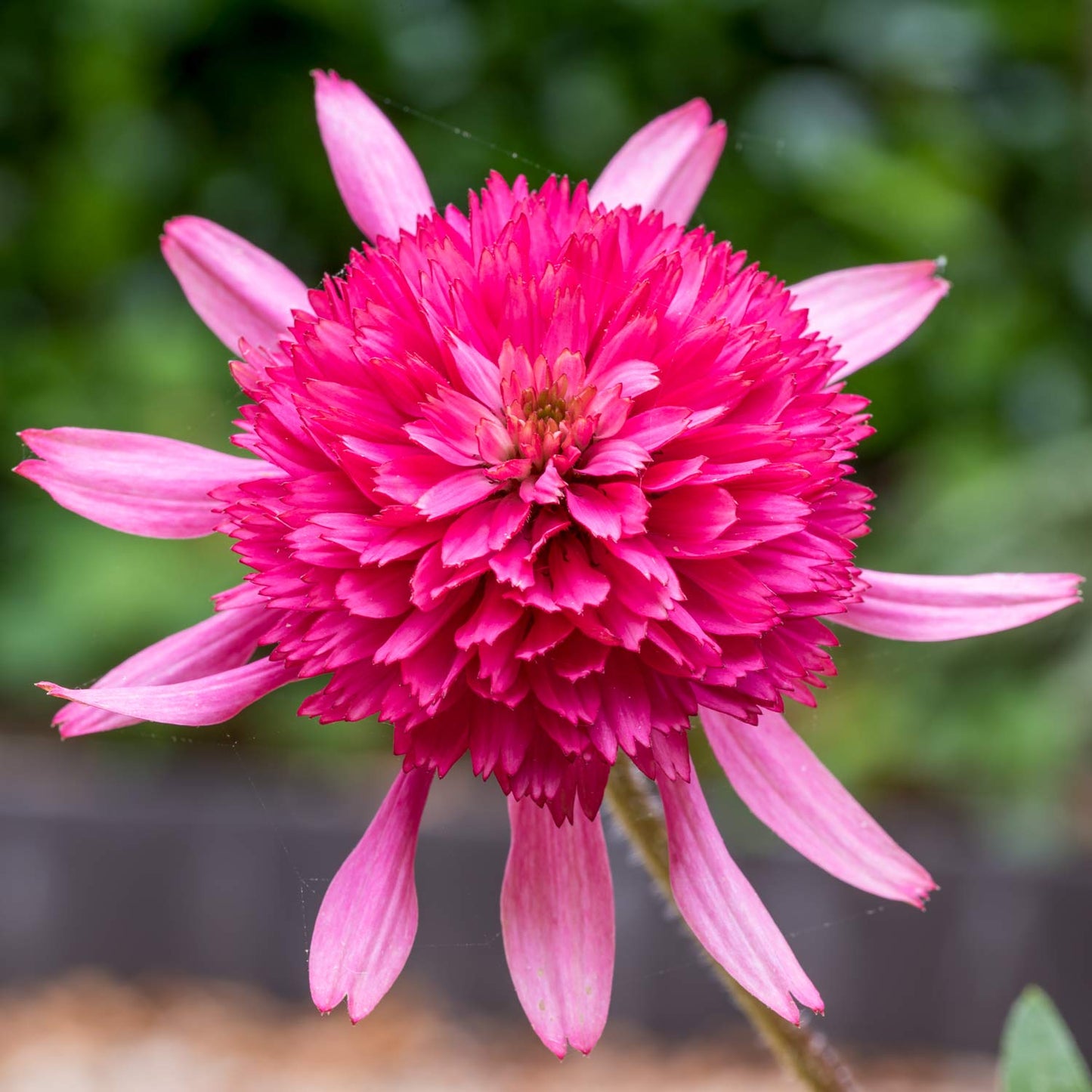 Echinacea purpurea 'Southern Belle'