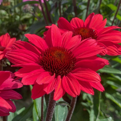 Echinacea 'SunSeekers Red'. Close-up of vibrant red flowers with green leaves in the background