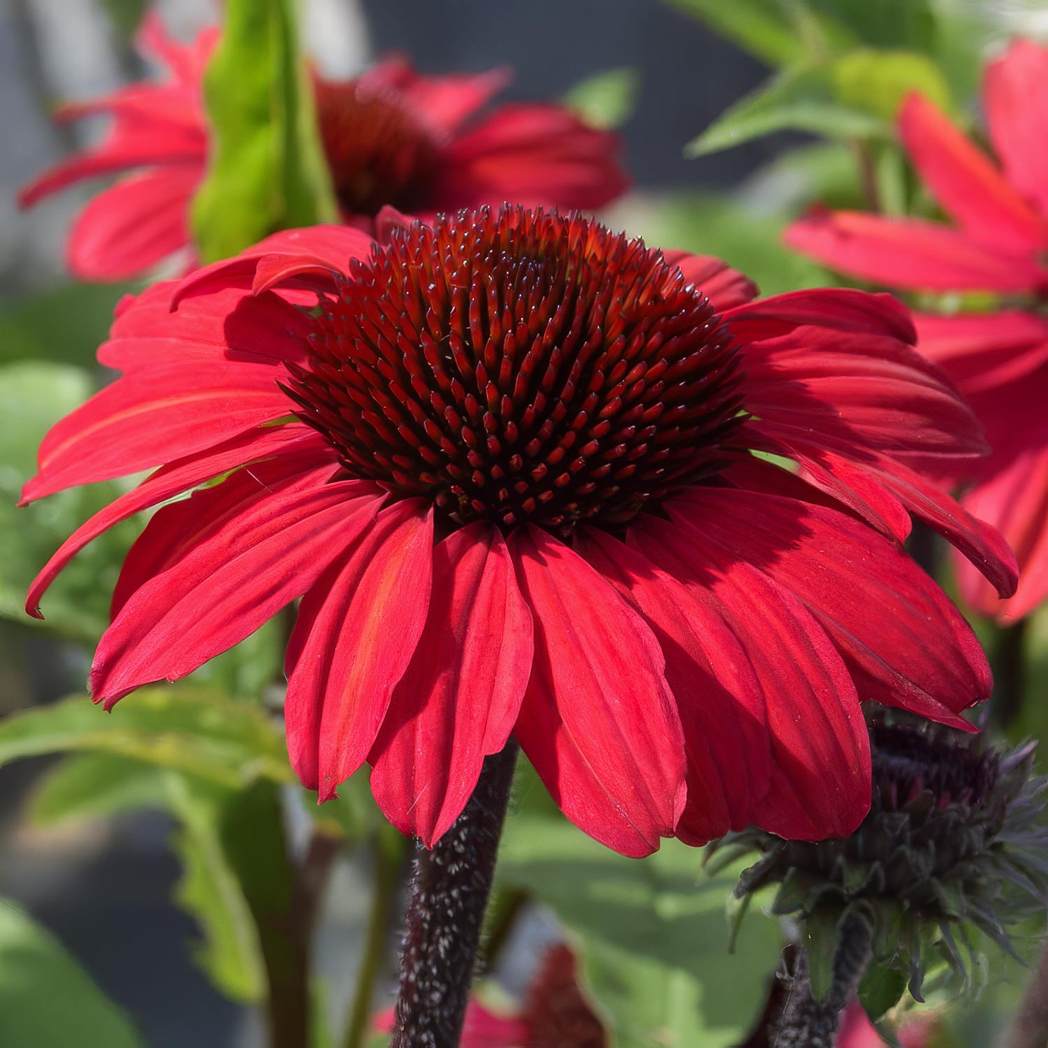 Echinacea 'SunSeekers Red'. Close-up of a red flower with a blurred green background